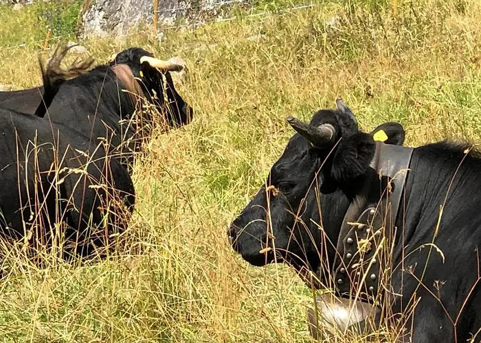 Le Victoria Vercorin